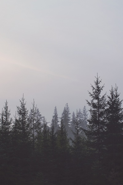 Lost In The Woods