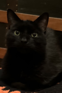 Tavern Cat