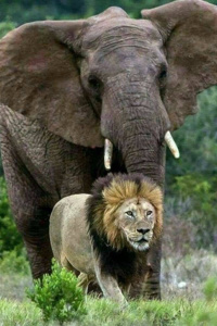 The African Tale