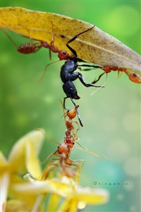 Ant in Magic World.