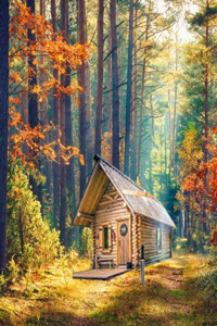 Hermit in the woods