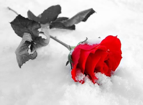 Withered Rose