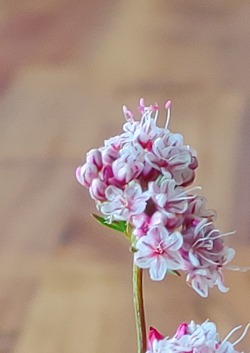 Cultivation throughout the void